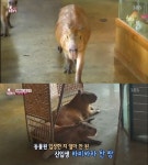 [TV컷Q] TV 동물농장 카피바라, 독특한 비주얼과 천방지축 모습에 귀여움 폭발... 초원의 지배자 카피바라 관심↑