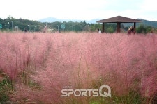 천일홍·핑크뮬리 여행지로 인기! 경주첨성대, 부산대저생태공원, 서울잠원한강공원, 제주도방주교회·노리매공원·하도핑크·노마르블랑도... 