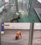 [TV컷Q] TV 동물농장 황구, 초등학생 위협한 늑대 비주얼 황구 눈길... 삼겹살까지 동원된 유인 방법 보니