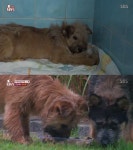 [TV컷Q] TV 동물농장 누렁이♥검둥이 6남매 출산, 귀여운 비주얼에 시청자 심쿵... 한 마리는 세상 떠나 가슴 뭉클