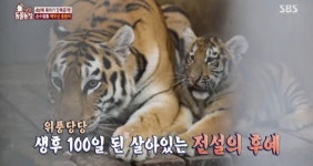 [TV컷Q] TV동물농장, 혈통서 갖춘 억대 몸값 백두산 호랑이의 후예들 야생성 깨우기 훈련 돌입