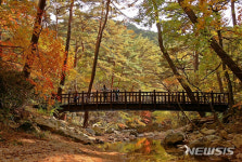 속리산 단풍을 즐기는 대표 등산코스는 법주사오리숲길~세조길~문장대 구간, 버섯전골식당 등 맛집과 숙소도 많아
