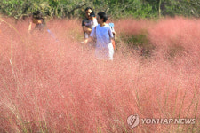 서양억새 핑크뮬리 전국 강타! 잠원한강공원, 대전한밭수목원, 양주나리공원, 제주도 마노르블랑카페 등 가볼만한 곳 널려