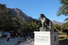 설악산 국립공원 단풍절정 시기에 케이블카 타고 권금성까지 야호! 봉포머구리집,민지네,황금물회 등 속초물회3대맛집도 유혹