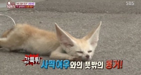 [TV컷Q] TV 동물농장 사막여우, 노끈 목줄하고 공장 찾은 사연은? 서식장소와 습성 살펴보니