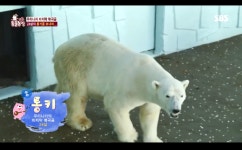 TV 동물농장 북극곰 통키, 영국으로 가지 못하고 세상 떠나… 1995년 탄생 이후 동물원에서 최후