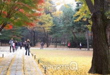 양평용문사,원주반계리,아산맹씨행단,천태산영국사,내소사 등 은행나무와 곡교천 숲길 단풍 절정!