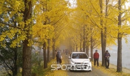 양평용문사,원주반계리,아산맹씨행단,천태산영국사,내소사 등 은행나무와 곡교천 숲길 단풍 절정!