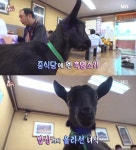 TV 동물농장 흑염소, 중국집의 마스코트? 주인아저씨 무한 애정 속 귀여운 비주얼에 관심 폭발