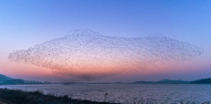 전북 군산·충남 서천 금강철새조망대 금강철새여행축제 개막, 신성리갈대밭과 장항스카이워크도 가볼만한 곳