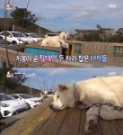 TV 동물농장 제주도 뜨겁게 달군 금남매, 3년 동안 지붕 생활 이유는? 지붕 is 뭔들