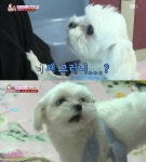 TV 동물농장 말티즈, 하네스 착용 후 두 얼굴로 돌변... 눈에 보이는 게 없다고 표현할 정도