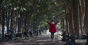 제주도 성산일출봉, 색달해수욕장, 감저카페 1월에 가볼만한 곳으로 선정! 서귀포 겨울바다 국제펭귄수영대회, 동백꽃 핀 휴애리와 카멜리아힐... 