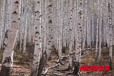 강원도 원주 소금산출렁다리와 인제 자작나무숲 추천할만한 국내 겨울여행지! 홍천 비발디파크 스키장, 춘천남이섬, 평창송어축제장 인근의... 