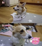 TV 동물농장 웰시코기, 주인 심리 꿰뚫은 영특한 모습에 크기·성격·특징 관심