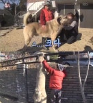 TV 동물농장 캉갈, 곰·늑대 제압하는 초대형견? 남다른 발육 뒤에 애교 폭발 반전매력... 크기·체중·역사 살펴보니