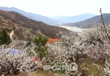 전남 광양시 다압면 섬진강변 청매실농원 광양매화축제 1주 앞당겨져, 구례산수유꽃축제와 진해군항제 등 3~4월 대표적 봄꽃축제는 예정대로