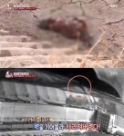 TV 동물농장 삵, 기러기 고기·내장만 노린다?... 기러기 농장 주인 닭은 쳐다보지도 않아