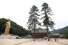 충북 보은 속리산 솔향공원 스카이바이크 3월부터 운행! 사찰 여행지인 법주사의 오리숲과 세조길, 말티재자연휴양림 등 근처의 가볼만한 곳들도... 