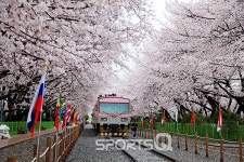 경남 창원 진해군항제를 벚꽃축제의 가볼만한 곳, 꼭 가봐야 할 여행지로 만든 명소는 여좌천 로망스다리?