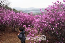 전남여수영취산, 강화고려산, 부천원미산, 창원천주산, 대구비슬산 등 진달래축제 장소들 진달래 개화시기는?