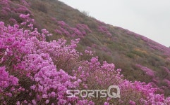 전남여수영취산, 강화고려산, 부천원미산, 창원천주산, 대구비슬산 등 진달래축제 장소들 진달래 개화시기는?