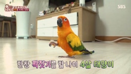 TV 동물농장 썬코뉴어 앵무새 태양이에 전문가 모두가 짝짓기 후보...딸만 적