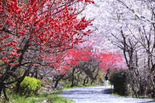 진해드림로드의 핵심인 장복산 벚꽃길, 진해군항제 기간에 자연미 가득한 벚꽃축제 걷기코스로 각광