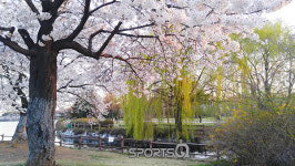 고양국제꽃박람회 앞둔 일산호수공원, 서오릉, 부천중앙공원, 의정부 중랑천 등 경기도 벚꽃 명소 유혹! 영등포여의도 봄꽃축제와 석촌호수... 