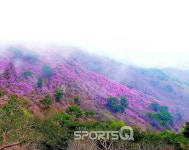 인천 강화도 고려산 진달래 축제, 이번 주말이 절정! 등산코스는 백련사·청년사·적석사·고비고개·미꾸지고개 등 사방에 주차장과 함께 있어
