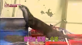 TV 동물농장 천연기념물 수달, 충남 보령시 무창포항 수산시장에 등장해 생선 절도