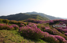 전북 남원 지리산 운봉바래봉 철쭉제, 5월초 가볼만한 곳! 황매산의 철쭉축제와 달리 팔랑치,고리봉으로 길게 군락 이뤄, 광한루원 근처 추어탕... 