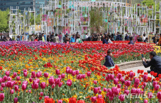 고양국제꽃박람회·태안세계튤립축제 1만2천원, 롯데월드타워불꽃축제·합천황매산철쭉제는 무료, 함평나비대축제는 7천원