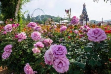 5월~6월 장미꽃 보러 가볼만한 곳? 서울중랑구,울산대공원,삼척장미축제,곡성세계장미축제, 올림픽공원,일산호수공원,부천백만송이장미원... 
