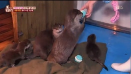 TV 동물농장 수달 부부 육아기, 아기수달 4남매 일상은?