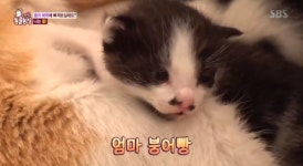 TV 동물농장 마더테레사 고양이 콜, 9마리 혼자 키우는 사연은?