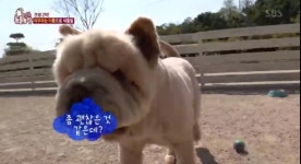 TV 동물농장 창원 떠돌던 차우차우, 새 가족 만났다