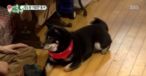 미운우리새끼 배정남, 도베르만 벨 질투심 유발 춘뽕이 예뻐