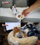 동물농장 하반신 마비 고양이 막내, 다시 천사 부부의 집으로