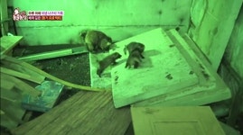 동물농장 마루 밑 새끼들, 정체는 너구리...동물농장판 기생충?