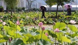연꽃 개화시기 맞아 경남 상림공원,고성 상리연꽃공원,밀양 연꽃단지,진주 강주연못 등 장관