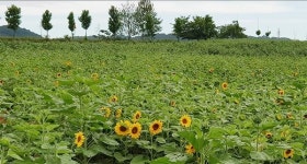 전북 고창 학원농장 메밀꽃·해바라기꽃 축제, 10월말까지 가볼만한 곳으로 추천