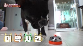 동물농장 학대·폭행? 불독 만두 끔찍한 비명소리의 정체는?