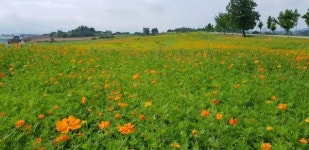 전북 고창학원농장 메밀꽃,백일홍,해바라기,황화코스모스 가을꽃축제 풍성