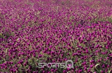 경기도 양주 천만송이 천일홍 축제, 언제 가야 가장 좋을까?