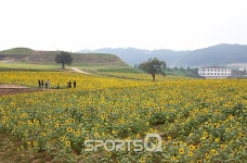 해바라기 밭이 아름다운 경기도 연천 호로고루성 지금 가볼만한 곳...마스크착용은 필수