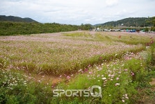 경기도 파주 율곡습지공원에 코스모스 활짝
