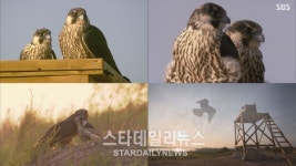 TV 동물농장, 어미에게 버려진 송골매 남매 육아 프로젝트 방송