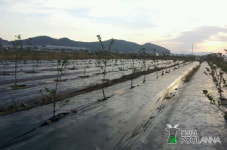 잡초 제거하는 제초매트, 태양광발전소 주변에도 효과