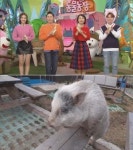 TV 동물농장 돼지 햄릿, 불의의 사고로 하반신 마비 후 요가까지 대반전..